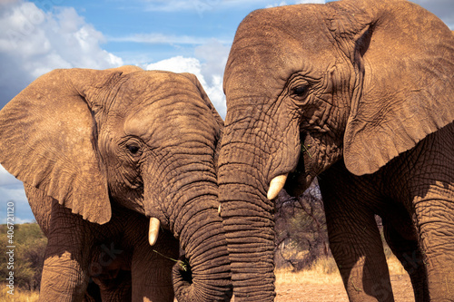 Two African Bush Elephants in the grassland of Etosha National Park