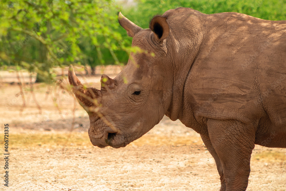 Portrait of a male bull white Rhino grazing in Etosha National park, Namibia. Wild african animals. Portrait of a male bull white Rhino grazing in Etosha National park, Namibia. Wild african animals.