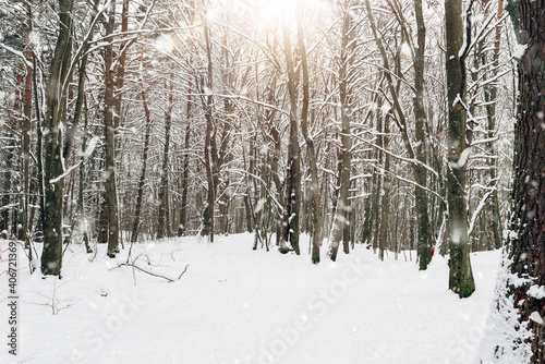 forest covered with snow in winter © Filip Olejowski