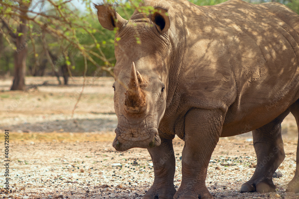 Obraz premium Portrait of a male bull white Rhino grazing in Etosha National park, Namibia. Wild african animals.