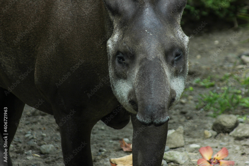Naklejka premium Brazilian tapir or known as Tapirus terrestris