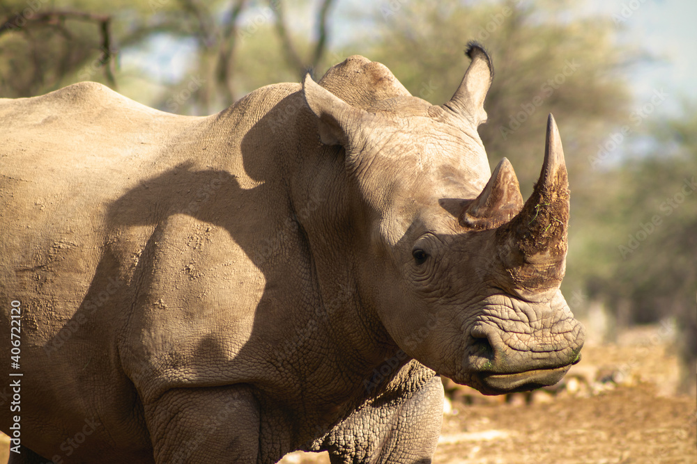Obraz premium Portrait of a male bull white Rhino grazing in Etosha National park, Namibia. Wild african animals.