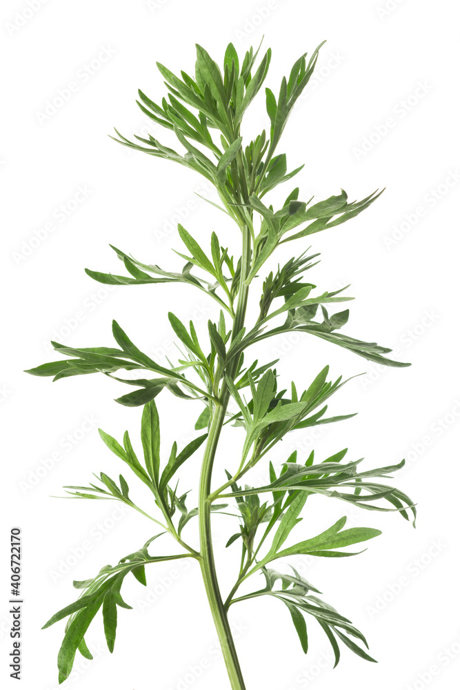 Artemisia  plant