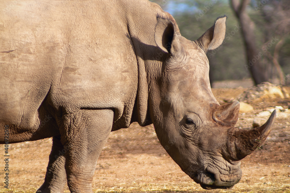 Portrait of a male bull white Rhino grazing in Etosha National park, Namibia. Wild african animals. Portrait of a male bull white Rhino grazing in Etosha National park, Namibia. Wild african animals.