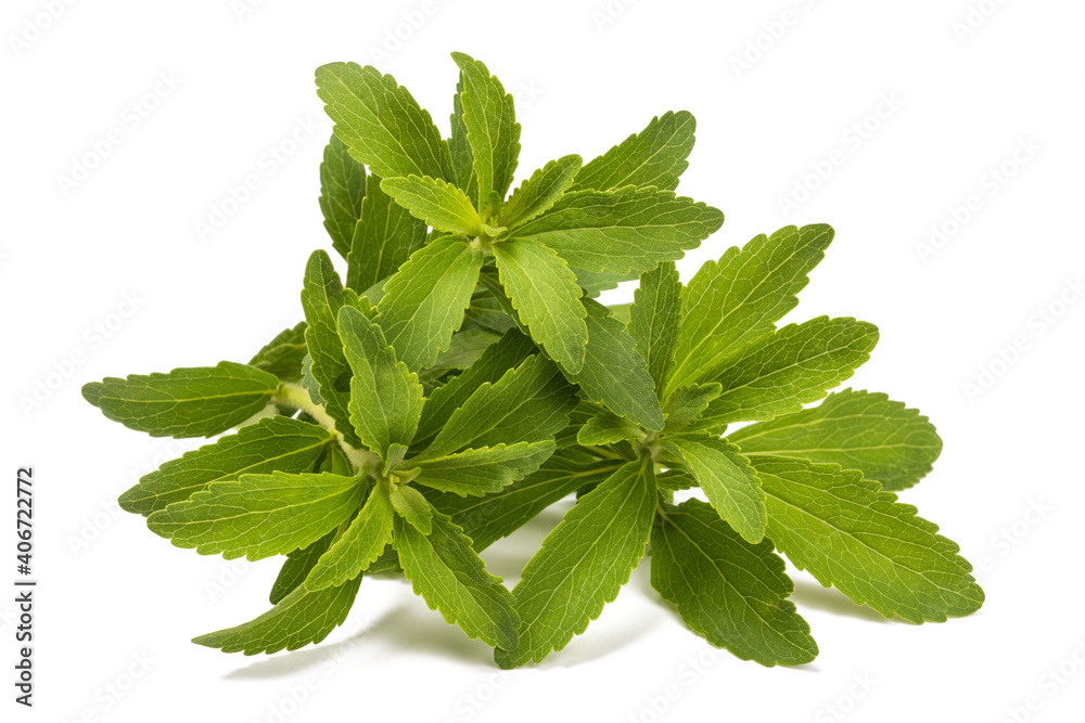 Stevia plant Stevia plant
