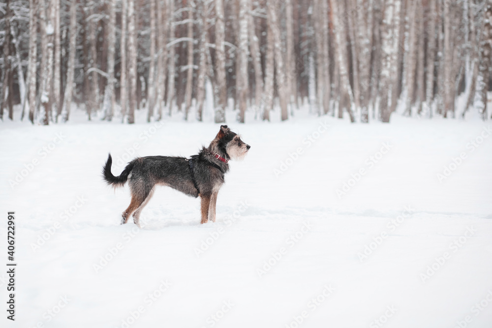 funny mixed breed dog playing in a snowy glade in the forest funny mixed breed dog playing in a snowy glade in the forest
