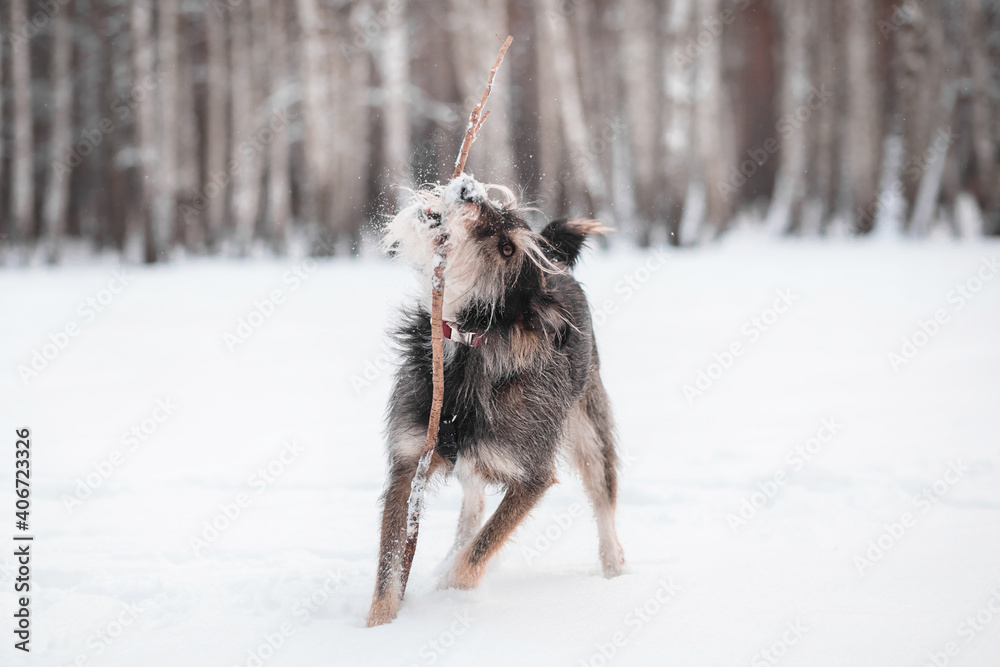 Naklejka premium funny mix breed dog playing in the snowy forest with a stick