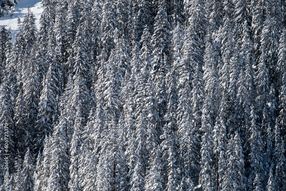 winter forest with snow covered fir trees in Diemtigtal, Berner Oberland winter forest with snow covered fir trees in Diemtigtal, Berner Oberland
