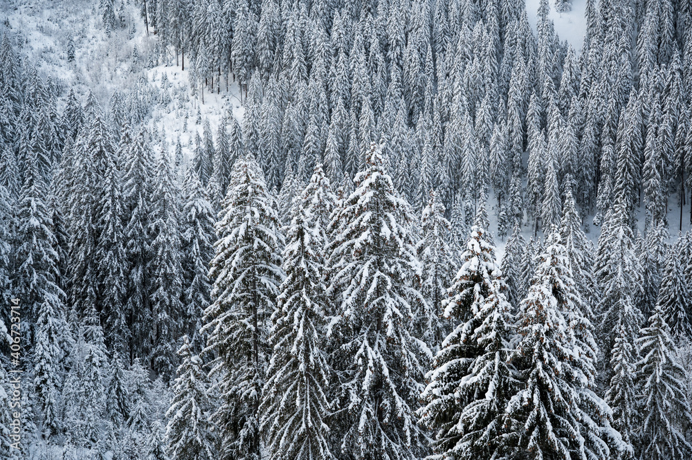 winter forest with snow covered fir trees in Diemtigtal, Berner Oberland winter forest with snow covered fir trees in Diemtigtal, Berner Oberland