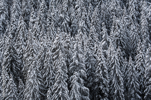 winter forest with snow covered fir trees in Diemtigtal, Berner Oberland