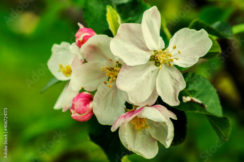 Spring Blossoms APPLE. Beautiful blooming apple trees in spring park close up. Flowering Apple tree  close-up. toned