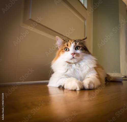 Adorable young tricolored cat lying down on wooned floor at home interior