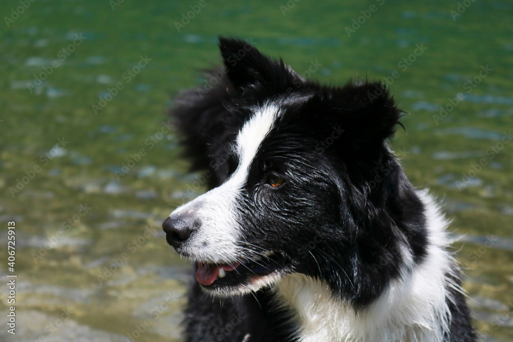 Primo piano di un border collie al lago Nambino nel parco Adamello - Brenta in Trentino, viaggi e paesaggi in Italia