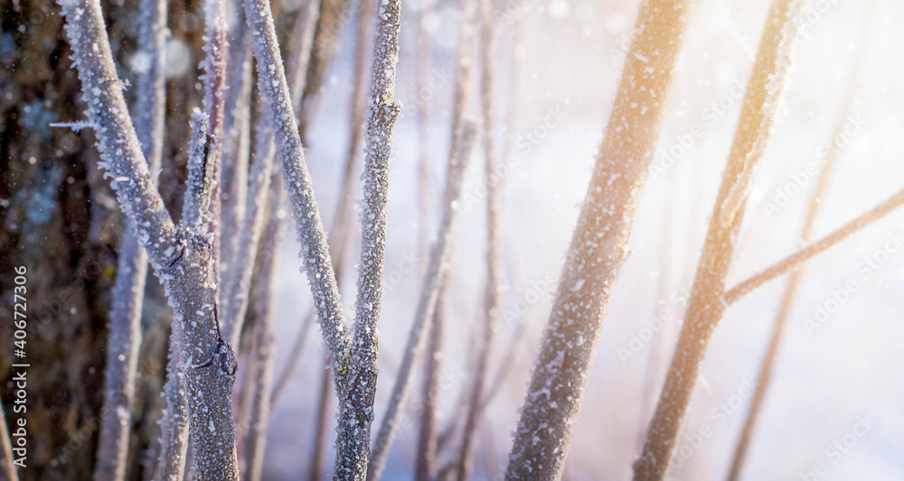 winter tree branches on a frosty morning. natural background