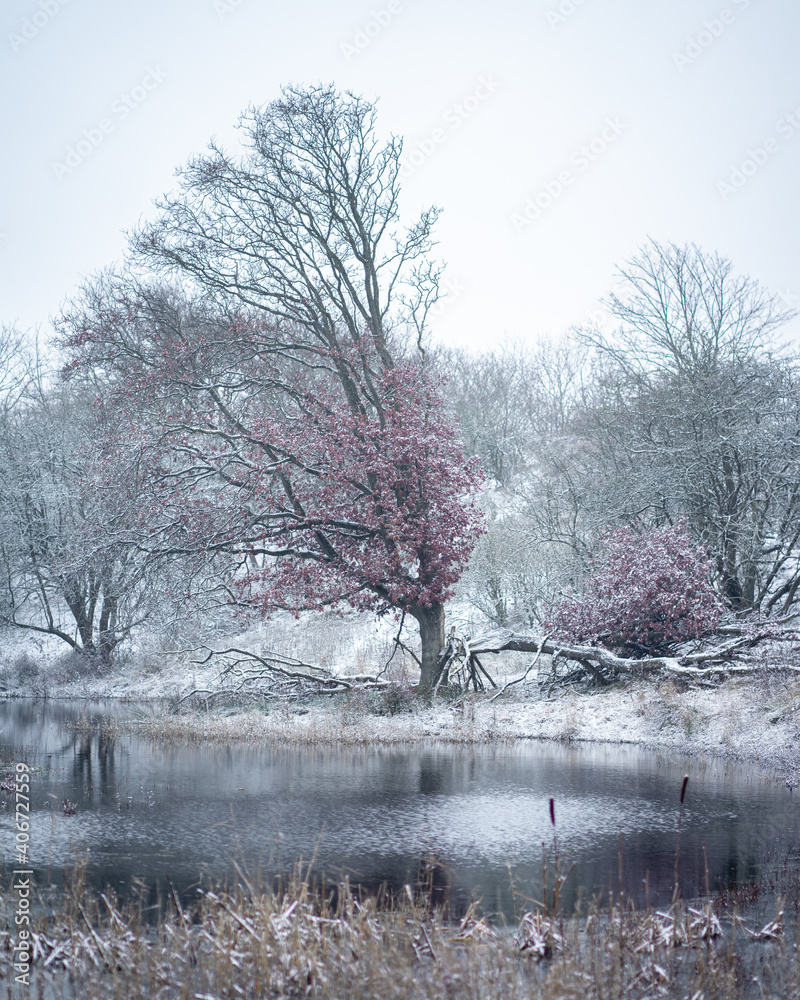 Winter and snow in the dunes of Kijkduin, The Netherlands. Winter and snow in the dunes of Kijkduin, The Netherlands.