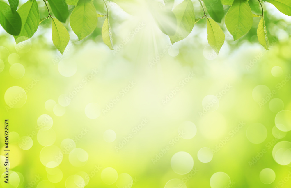 Spring nature background, sunny day and green tree foliage Spring nature background, sunny day and green tree foliage