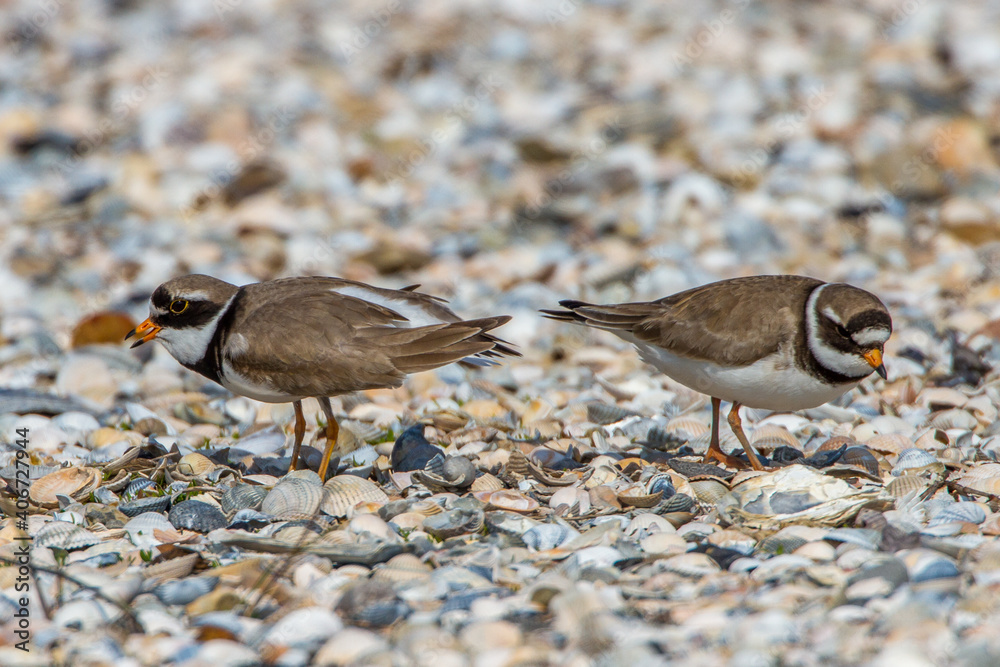 Sandregenpfeifer (Charadrius hiaticula) Sandregenpfeifer (Charadrius hiaticula)