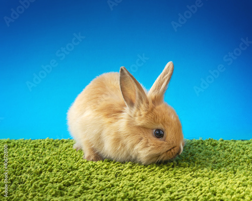 Cute rabbit on green and blue background