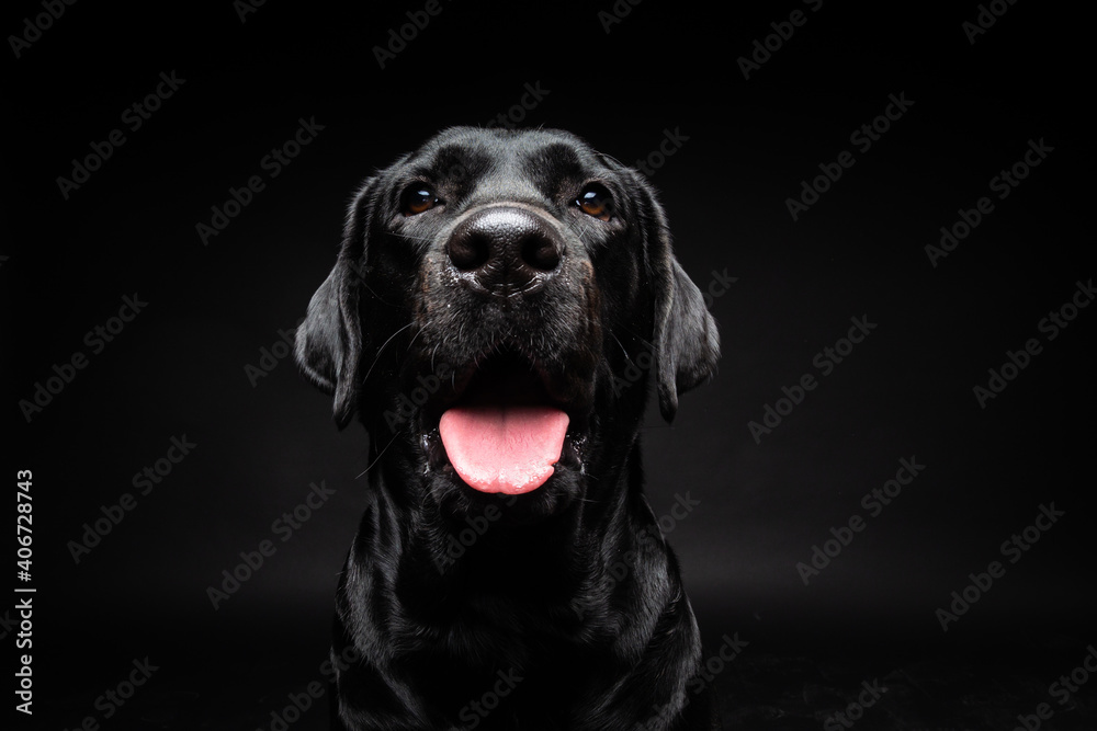 Portrait of a Labrador Retriever dog on an isolated black background. Portrait of a Labrador Retriever dog on an isolated black background.
