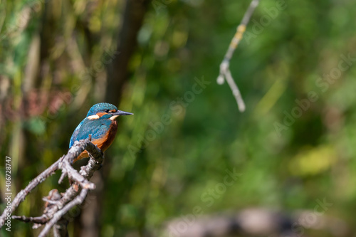 Juvenile Kingfisher (Alcedo atthis) in the nature protection area Moenchbruch near Frankfurt, Germany.