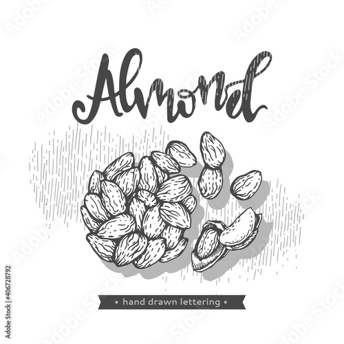 Almond kernels of nuts. Detailed hand-drawn sketches