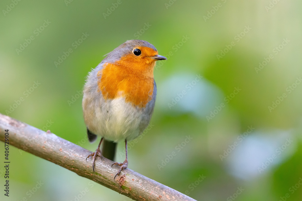 European robin (Erithacus rubecula) in autumn. European robin (Erithacus rubecula) in autumn.