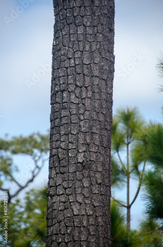 Bark of Pine Tree  in Nature.