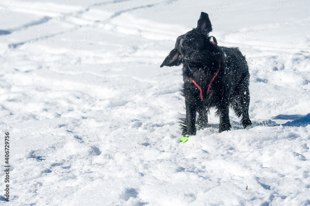 Naklejka premium beautiful black flatcoated retriever in snow