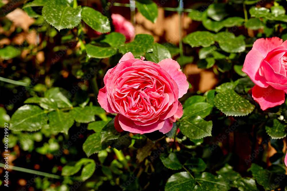 Spring Rose. Close-Up Of White Roses Blooming Outdoors Spring Rose. Close-Up Of White Roses Blooming Outdoors