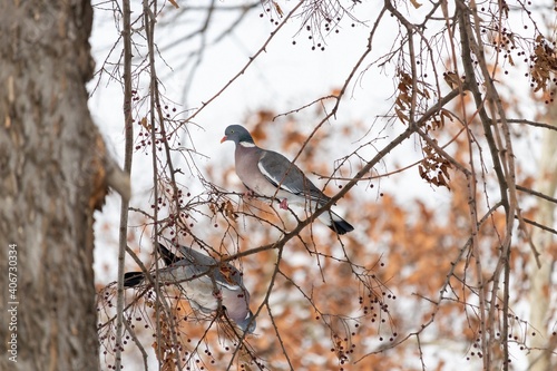 Two pigeons feed on wood pigeon (Columba palumbus) on a tree branch with dry berries in winter