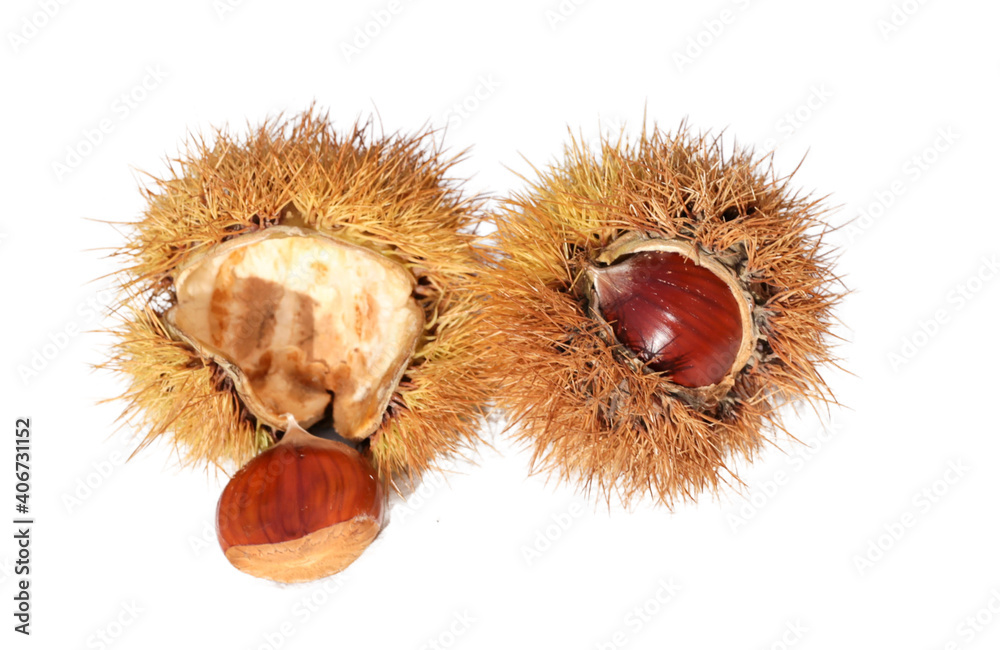 chestnuts two isolated for background top view chestnuts two isolated for background top view