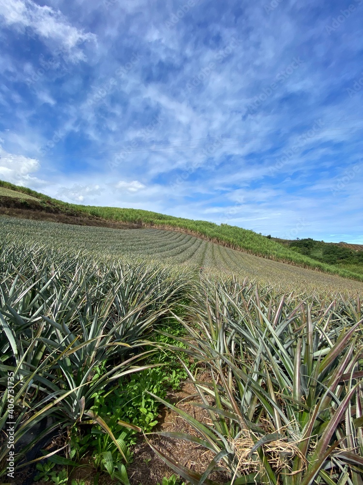 field of corn field of corn