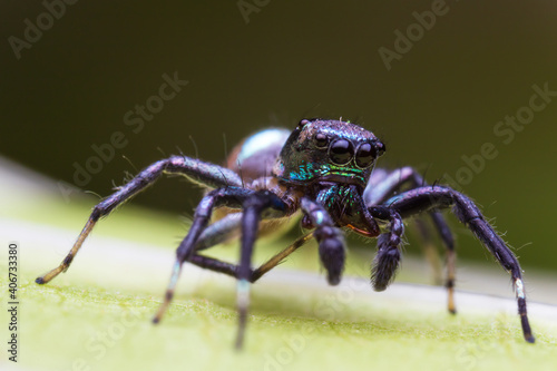 Close up image of jumping spider. macro mode close up shot animal and insect.