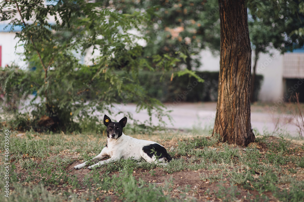 A black and white mongrel lies in the green grass near tree and bush and looks at the viewer with his neck stretched out and his ears perked up. The concept of loneliness,wildlife and homeless animals A black and white mongrel lies in the green grass near tree and bush and looks at the viewer with his neck stretched out and his ears perked up. The concept of loneliness,wildlife and homeless animals