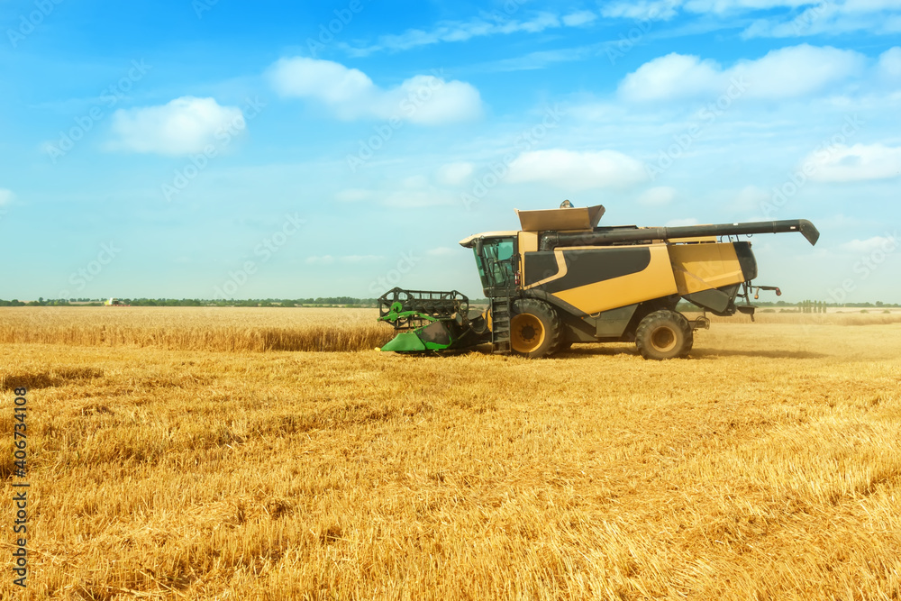 Naklejka premium Beautiful countryside landscape .Combine harvester on a wheat field.