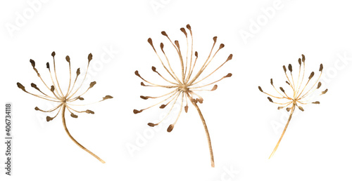Set of three umbrella dry plants hand drawn in watercolor isolated on a white background. Watercolor botanical illustration