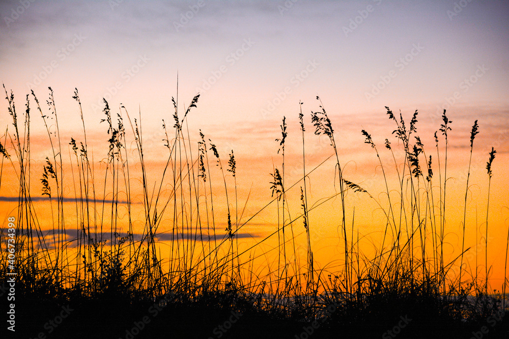 Sea oats silhouetted against sunrise sky Garden City Beach, South Carolina, coast