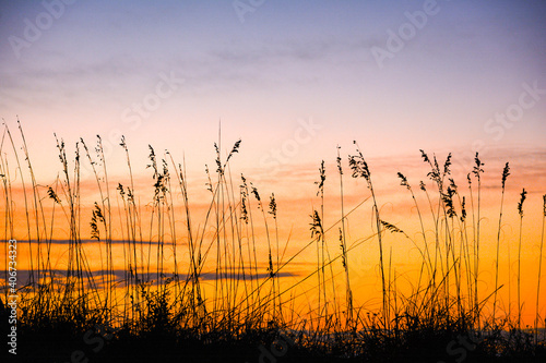 Sea oats silhouetted against sunrise sky Garden City Beach  South Carolina  coast