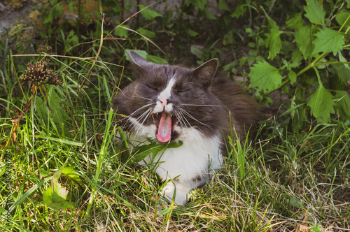 Grey and white cat yawning, lying down in green grass in sunny day