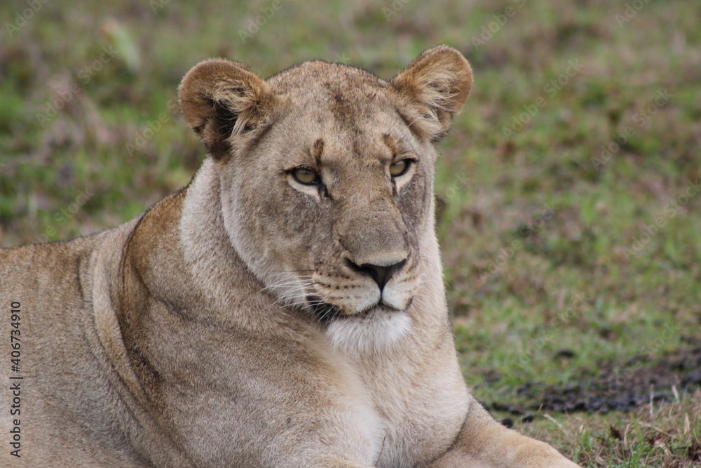Lioness Lioness