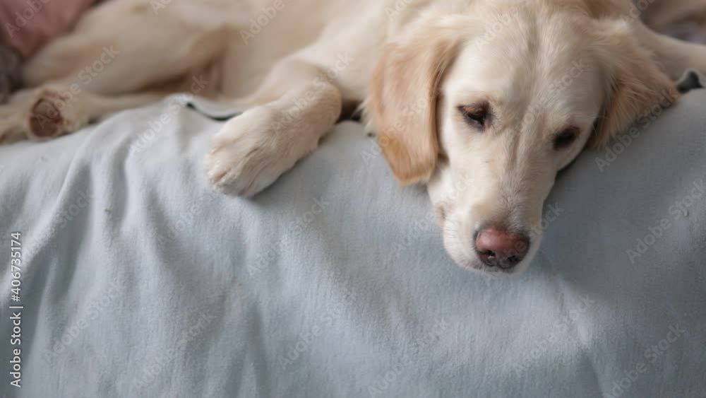 golden retriever dog sleeping on the bed close-up golden retriever dog sleeping on the bed close-up