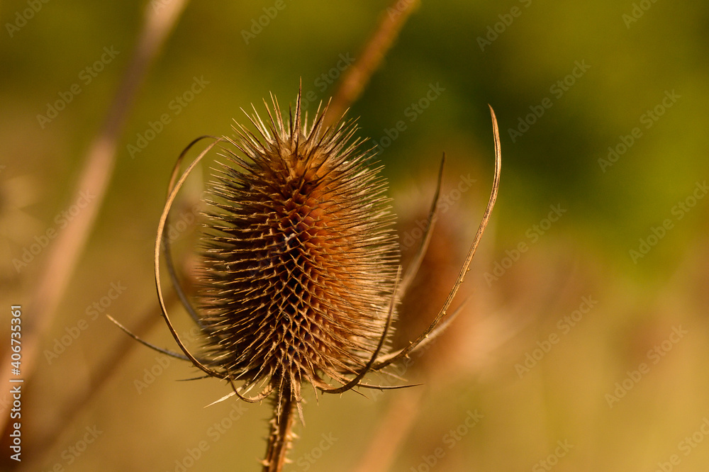 Thistle Head