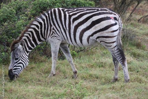 Zebra with a scratch