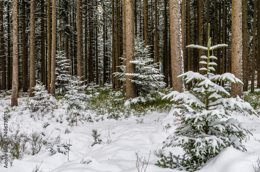 Winterwald Winterwald