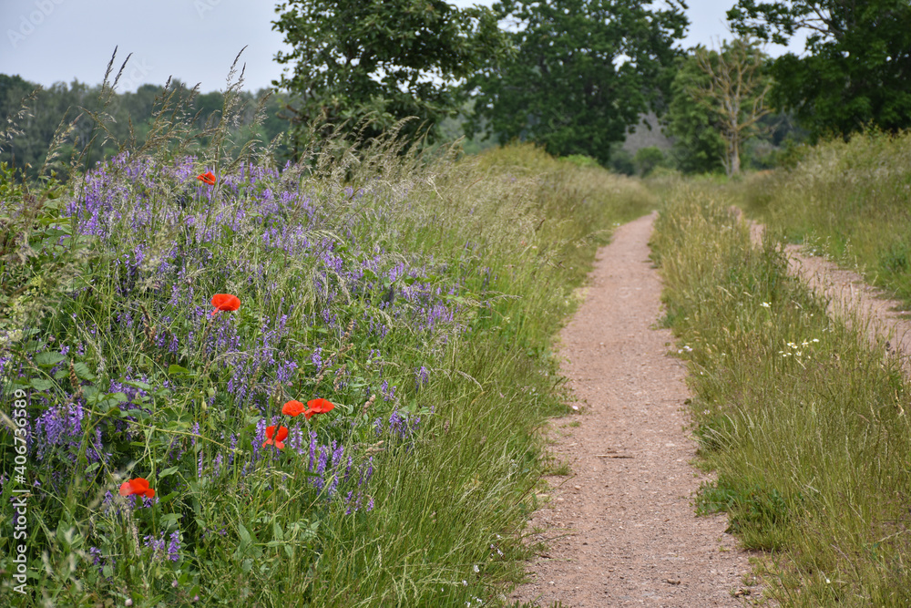 Red and blue summer flowers by roadside Red and blue summer flowers by roadside
