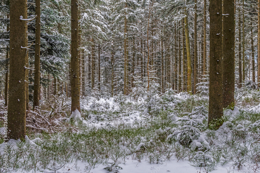 Fototapeta premium Winter im Wald