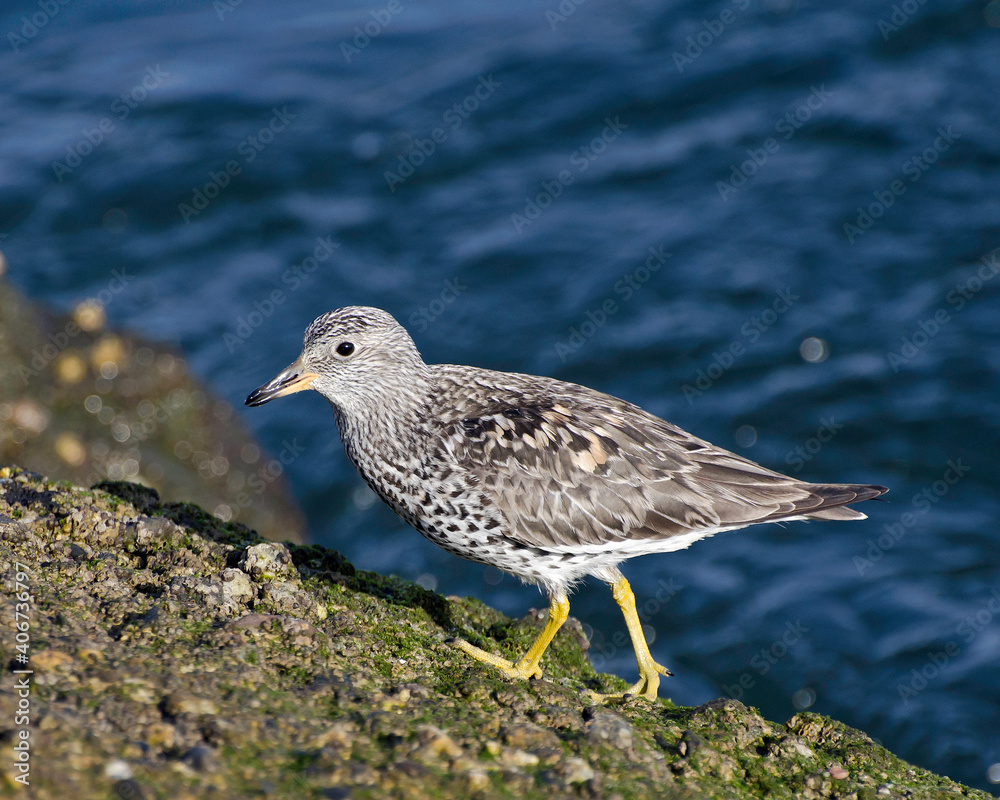 Obraz premium A Surfbird (Aphriza virgata) walks along the shore near Ballona Creek, Los Angeles, CA. 