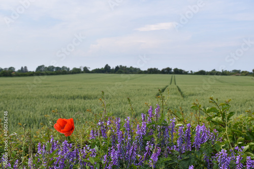 Fototapeta Naklejka Na Ścianę i Meble -  Blue summer flowers and a red poppy