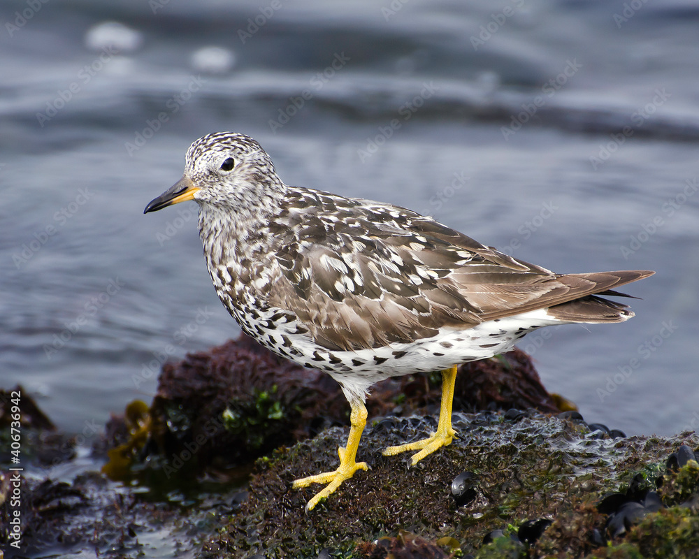 A Surfbird (Aphriza virgata) walks along the shore near Ballona Creek, Los Angeles, CA.
A Surfbird (Aphriza virgata) walks along the shore near Ballona Creek, Los Angeles, CA.