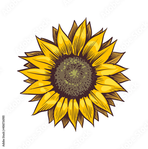 Yellow sunflower. Wildflower sun shaped, sunny blossom with black seeds and petals, hand drawn botanical floral close up sketch style colored illustration vector single isolated object